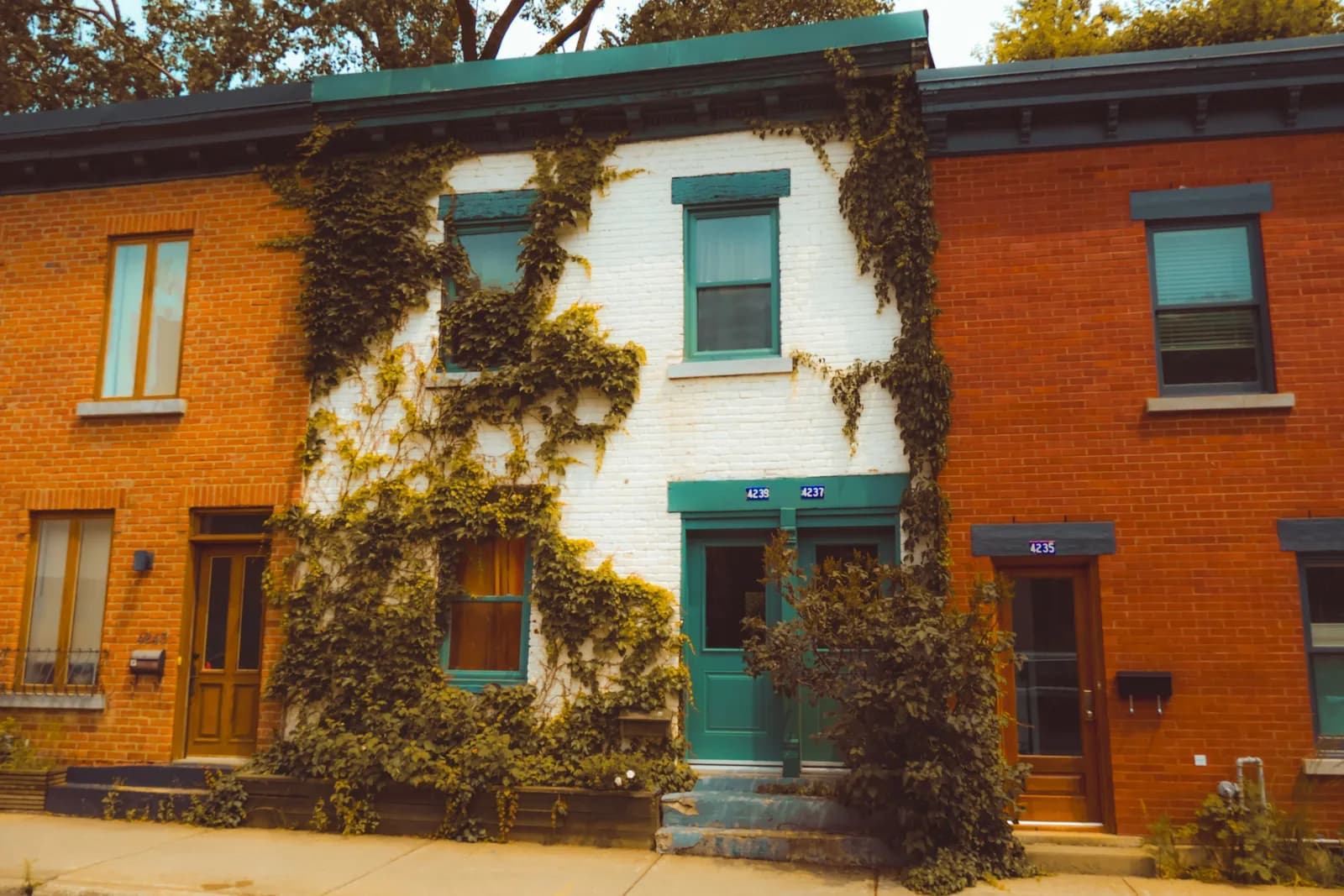 Maisons montréalaises en brique, portes vertes et façades couvertes de lierre.